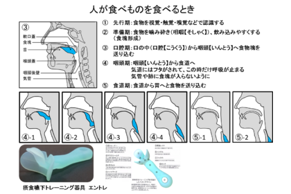 エントレ・嚥下の仕組み