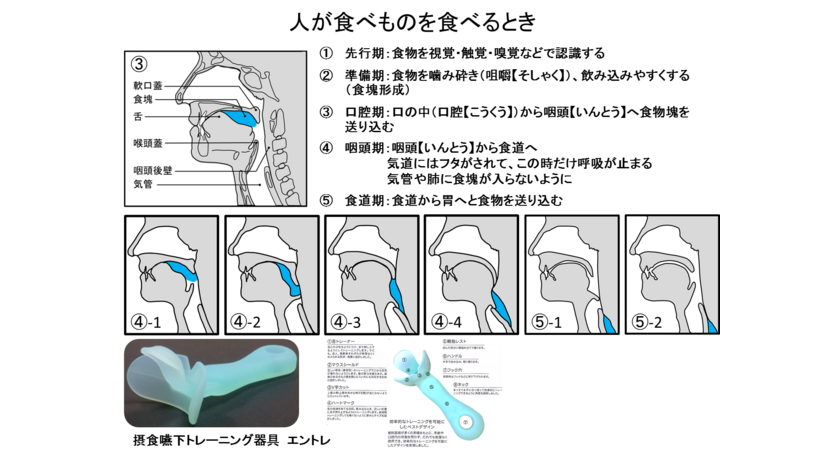 エントレ・嚥下の仕組み